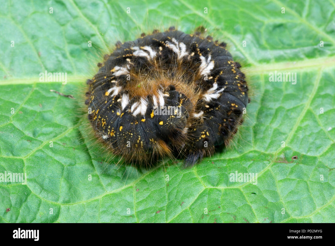Drinker moth caterpillar  Euthrix potatoria Cotswolds UK Stock Photo