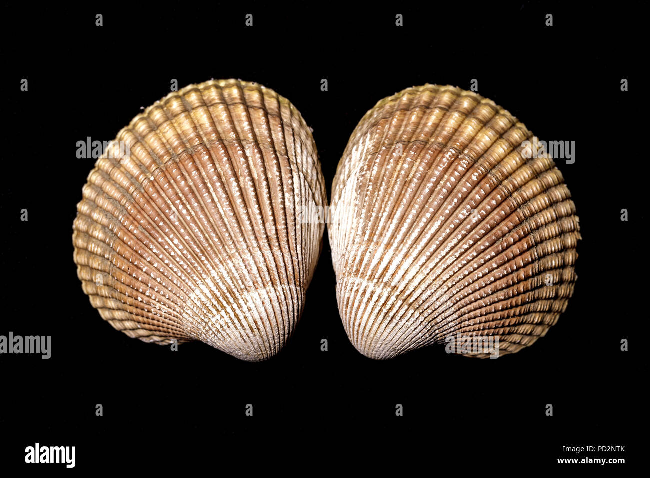 Macro photo of cockle clam shells in a studio setting. Stock Photo