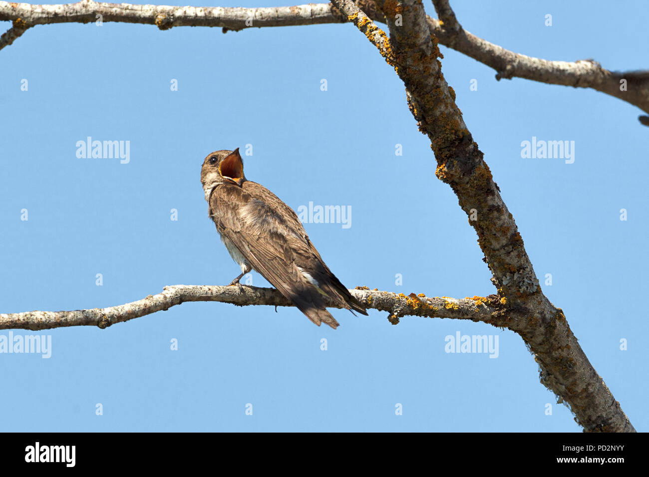 Chirping Sound High Resolution Stock Photography and Images Alamy
