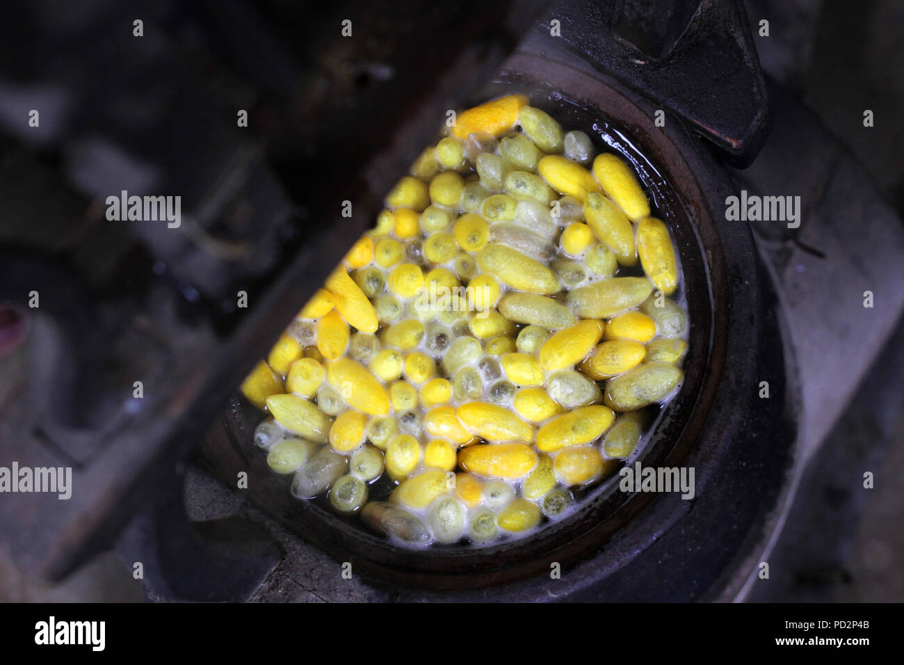 chrysalis yellow silkworm cocoons in pot, The process of making silk Stock Photo