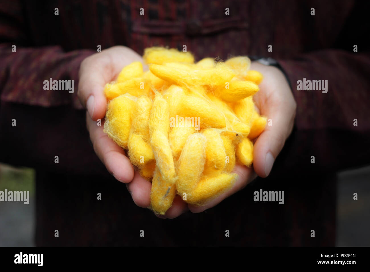 chrysalis yellow silkworm cocoons in man hands Stock Photo