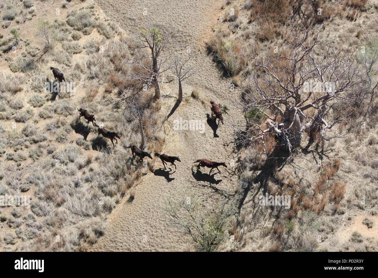 Wild horses cross a creek bed, Kimberley Region, Western Australia Stock Photo