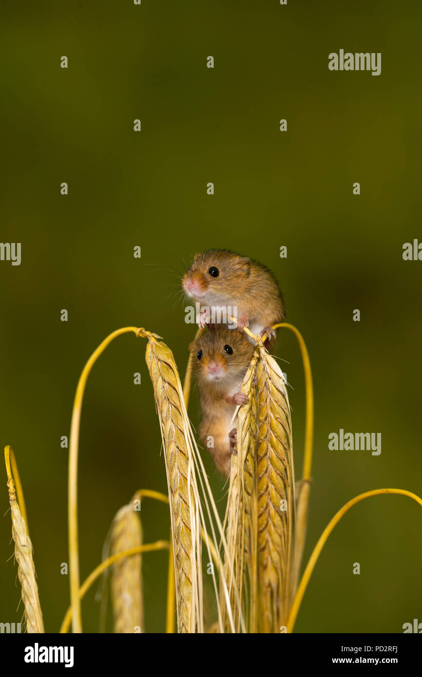 Harvest mouse Stock Photo