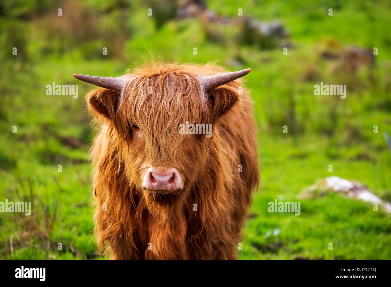 Highland cattle on the Applecross peninsula Stock Photo