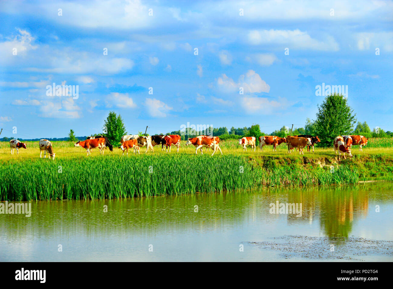 Cows grazing on green farm pasture in summer. Landscape with cloudy sky ...