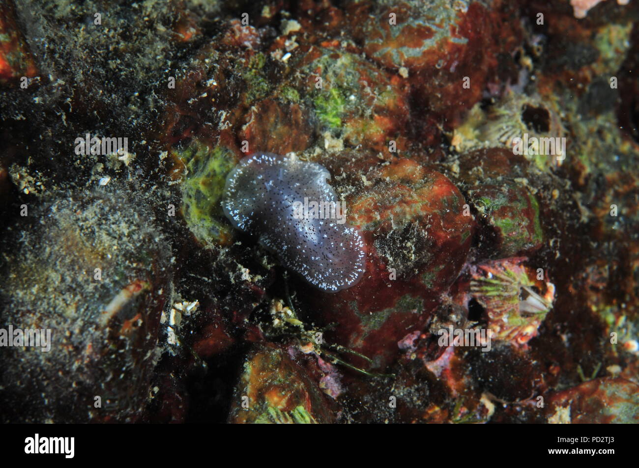 Translucent flatworm on colorful rock face. It looks like decorated plastic tape moving surprisingly fast. Stock Photo