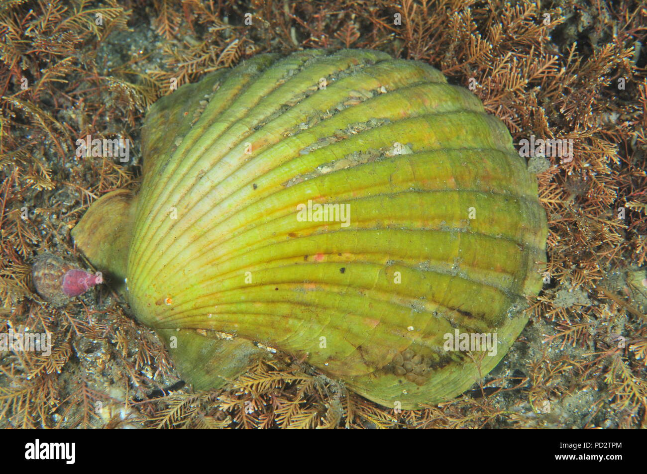 Unusually colored scallop shell on dense layer of short brown sea weeds on flat bottom. Stock Photo