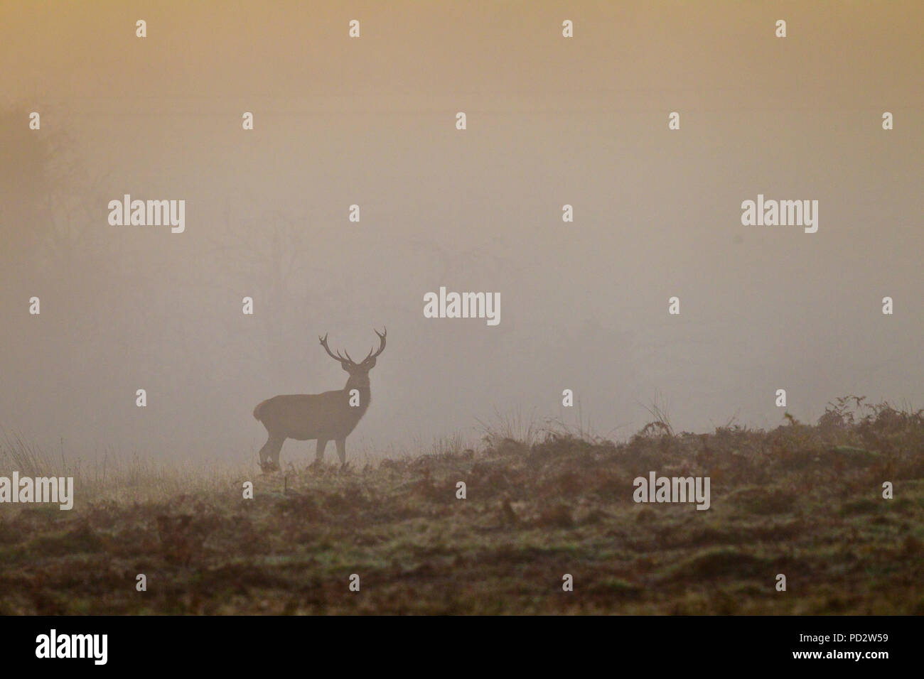 Red Deer Cervus elaphus Stock Photo - Alamy