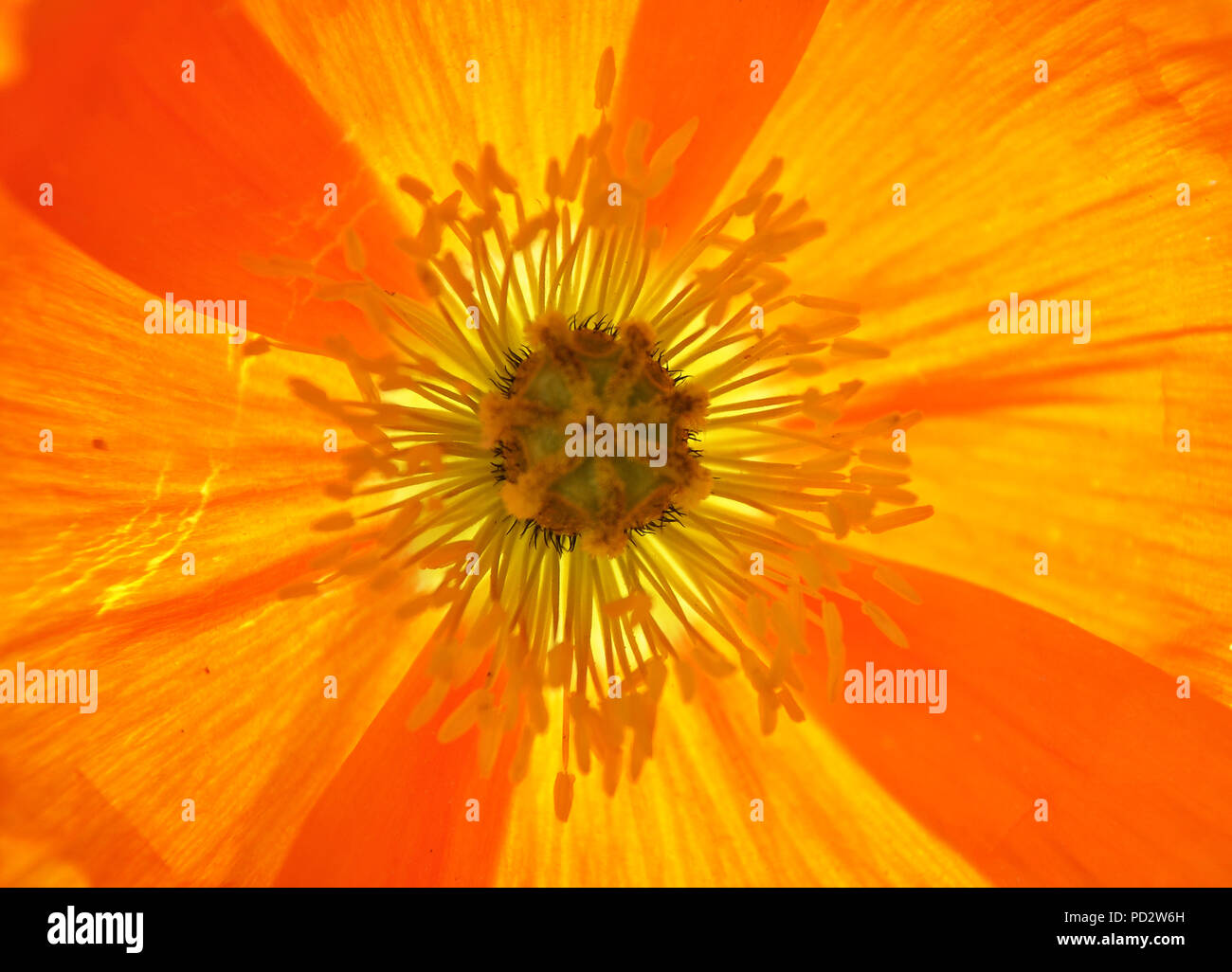 Background Iceland poppy Stock Photo - Alamy