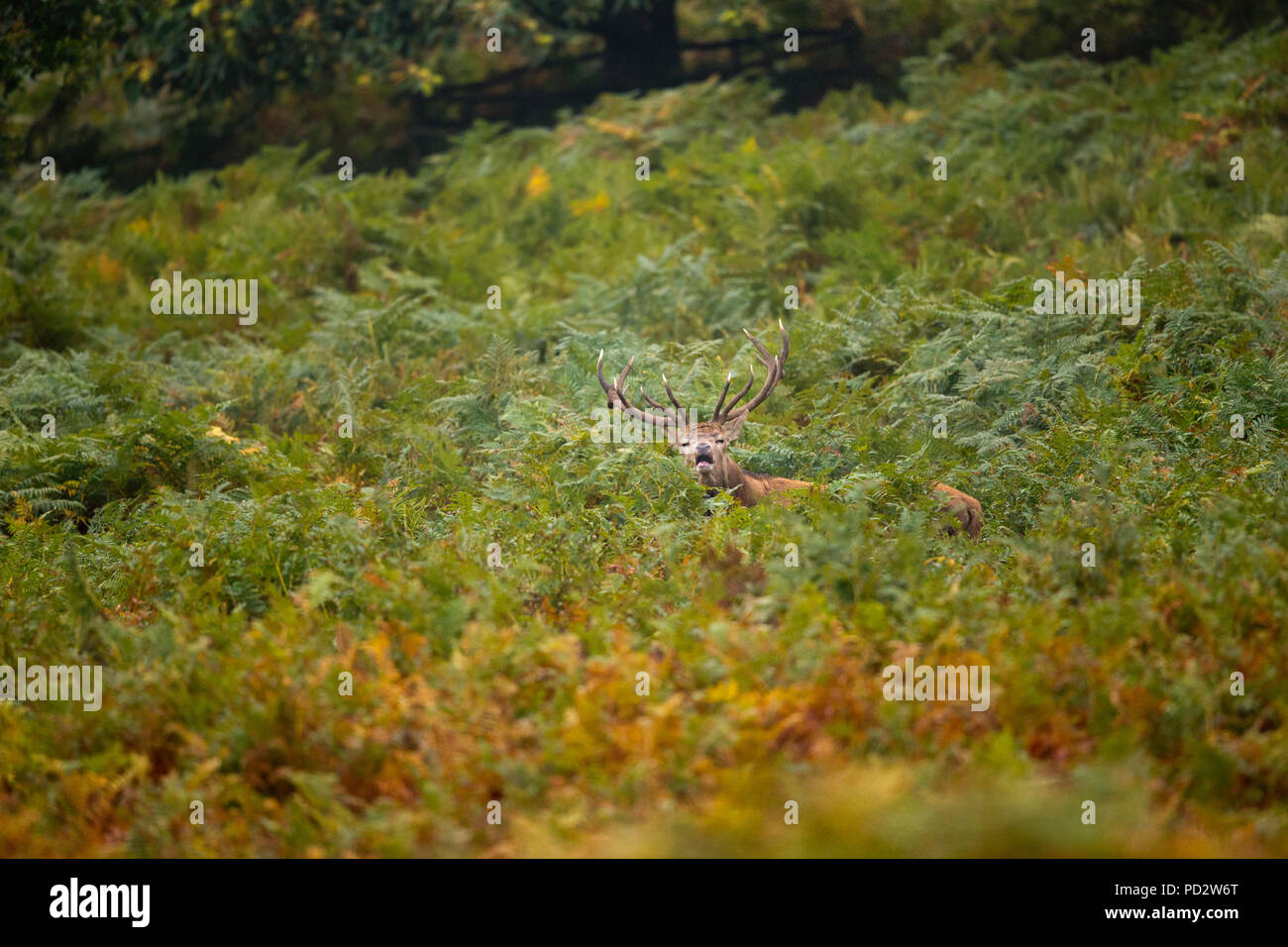 Red Deer Cervus elaphus Stock Photo - Alamy