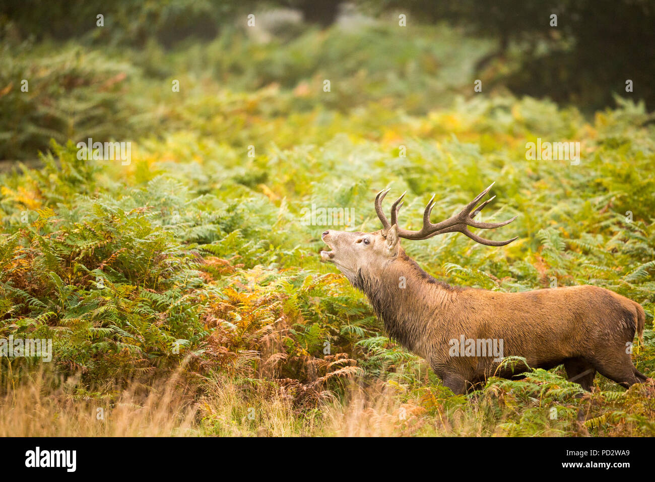 Red Deer Cervus elaphus Stock Photo - Alamy
