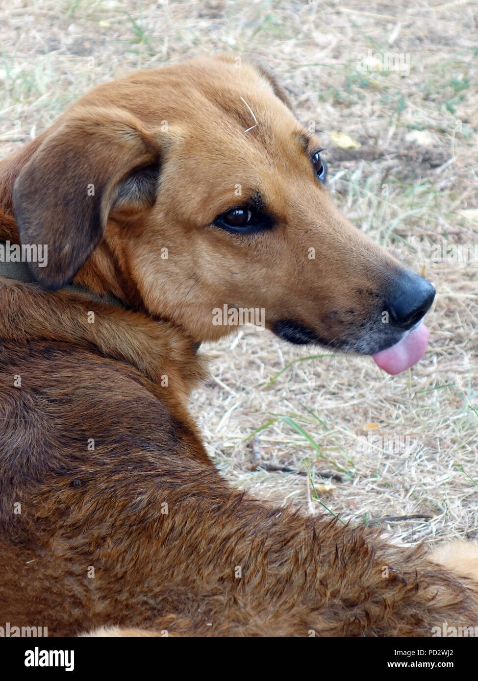 Hot Dog holding his tongue out and panting to help keep cool in the 2018 heatwave Stock Photo