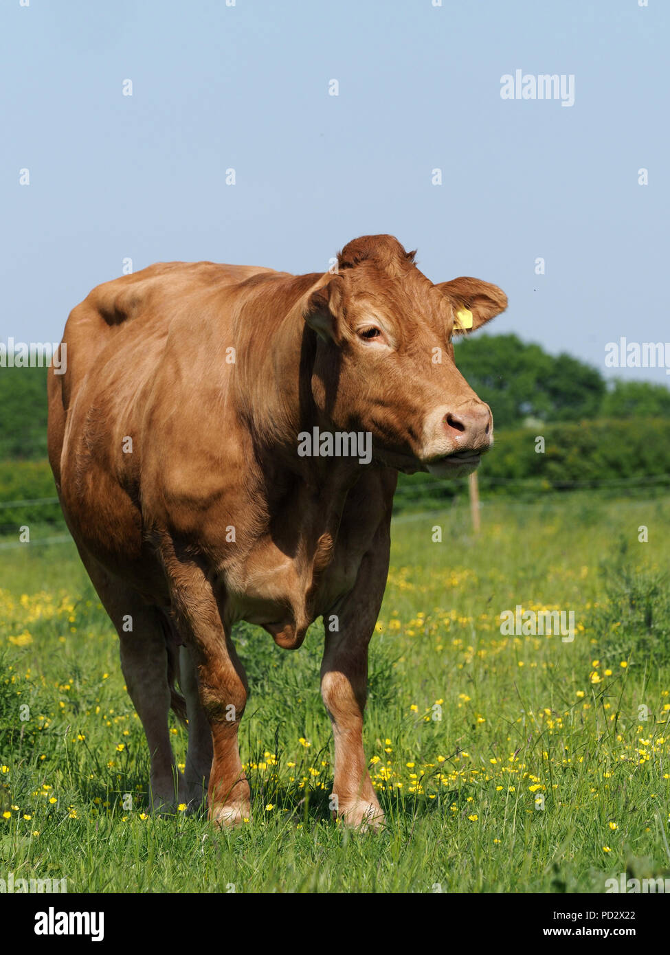 A single cow stands in a summer pasture Stock Photo - Alamy