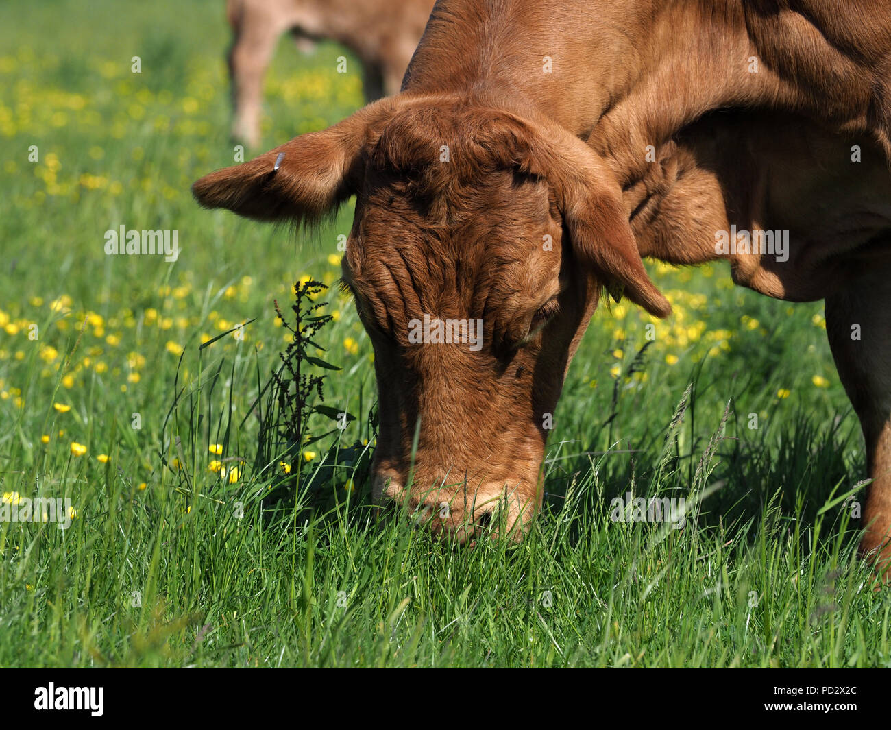 A single cow grazes in a summer pasture Stock Photo - Alamy