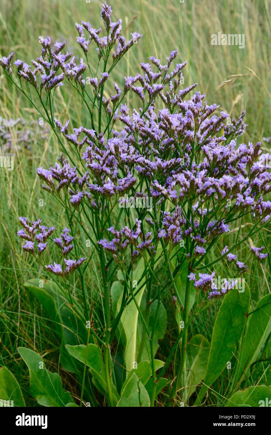 Common sea lavender Limoniym vulgare Stock Photo