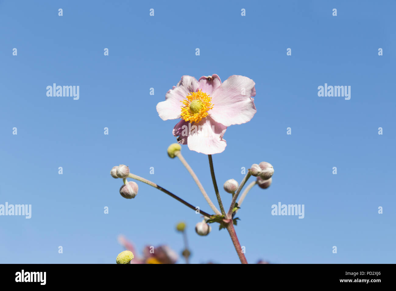 summer flowers in English garden Stock Photo Alamy