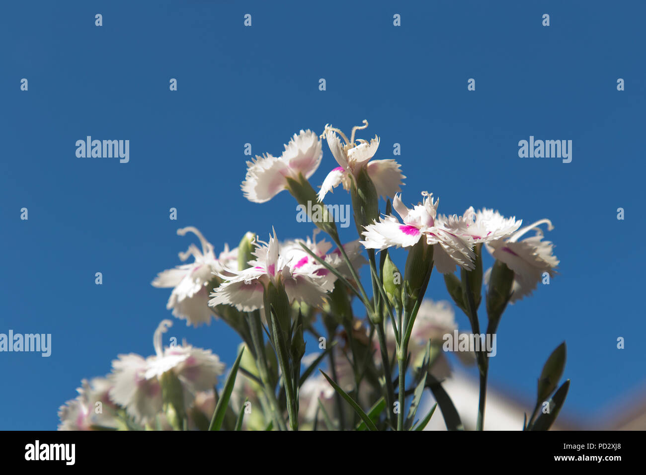 summer flowers in English garden Stock Photo Alamy