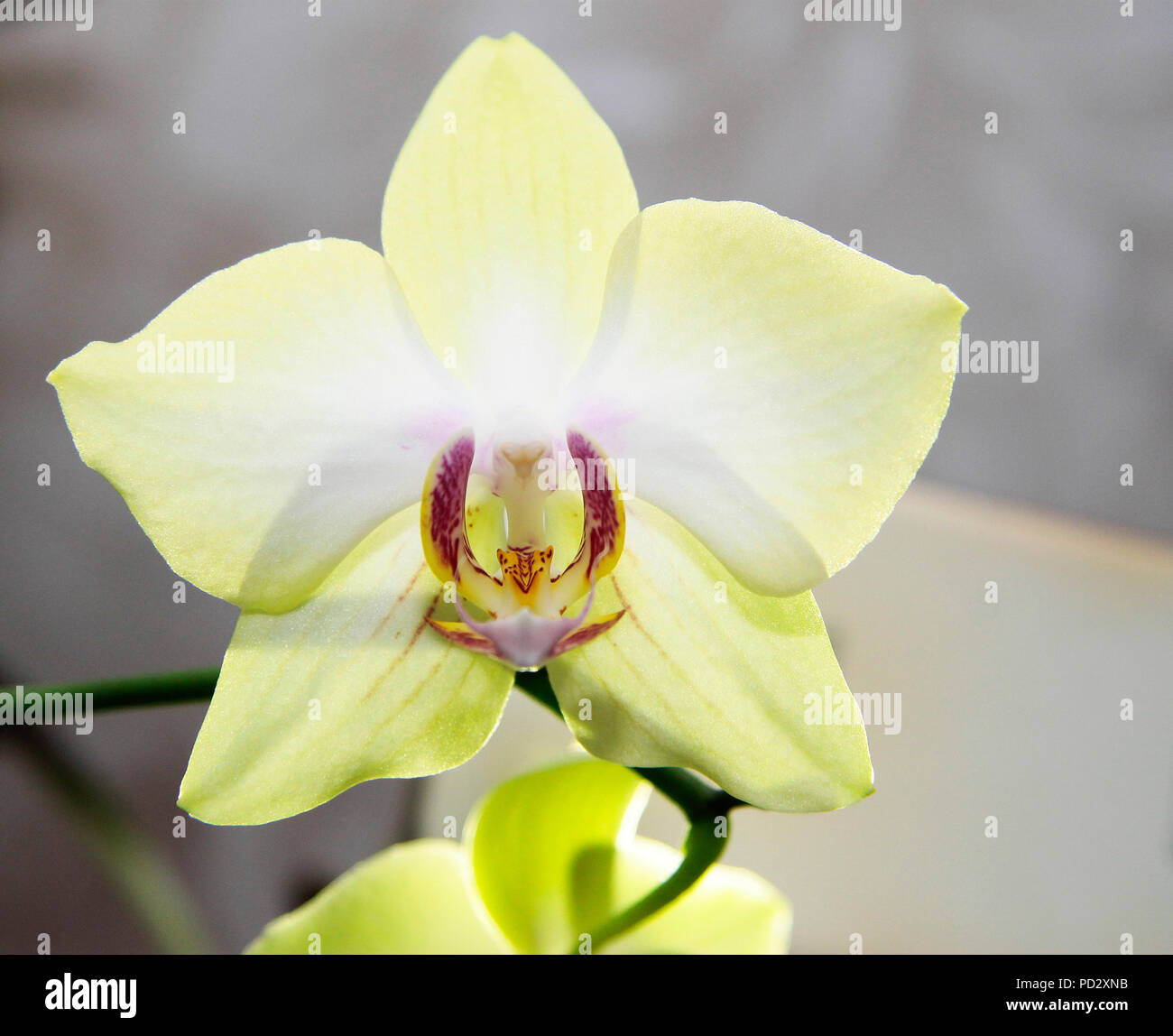 Blooming orhid flowers Phalaenopsis lemon colors blossoming Stock Photo