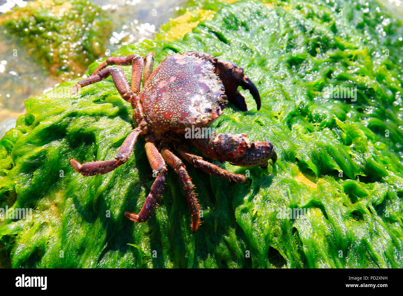 Shore crab under water hi res stock photography and images Alamy