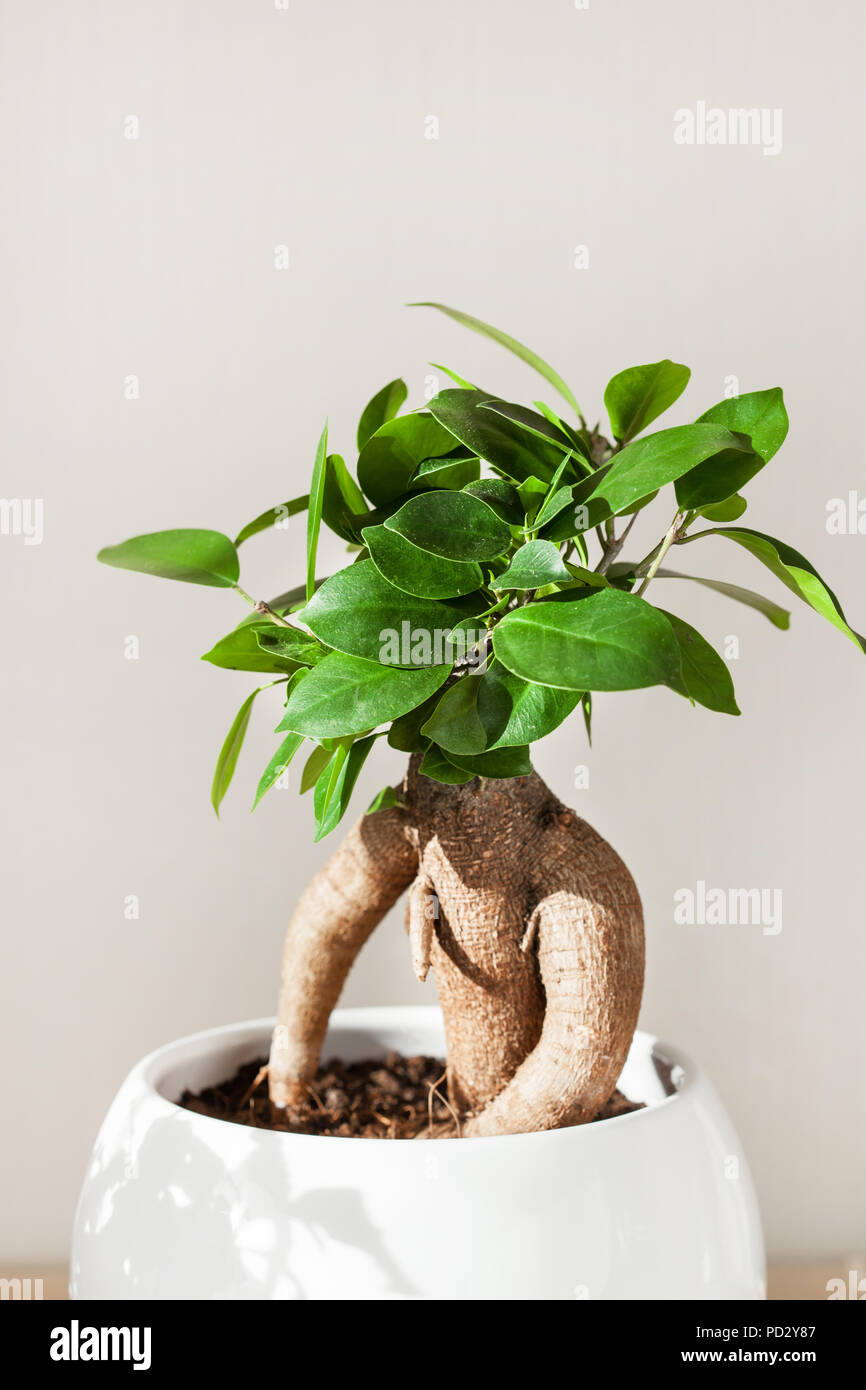 Ficus in sunlight hi-res stock photography and images - Page 2 - Alamy