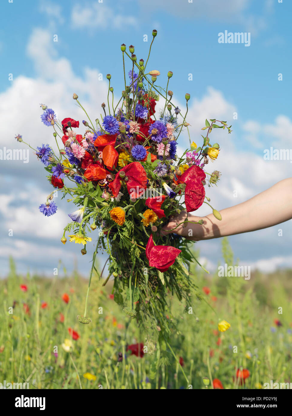 Bunch of wildflower freshly picked from field Stock Photo