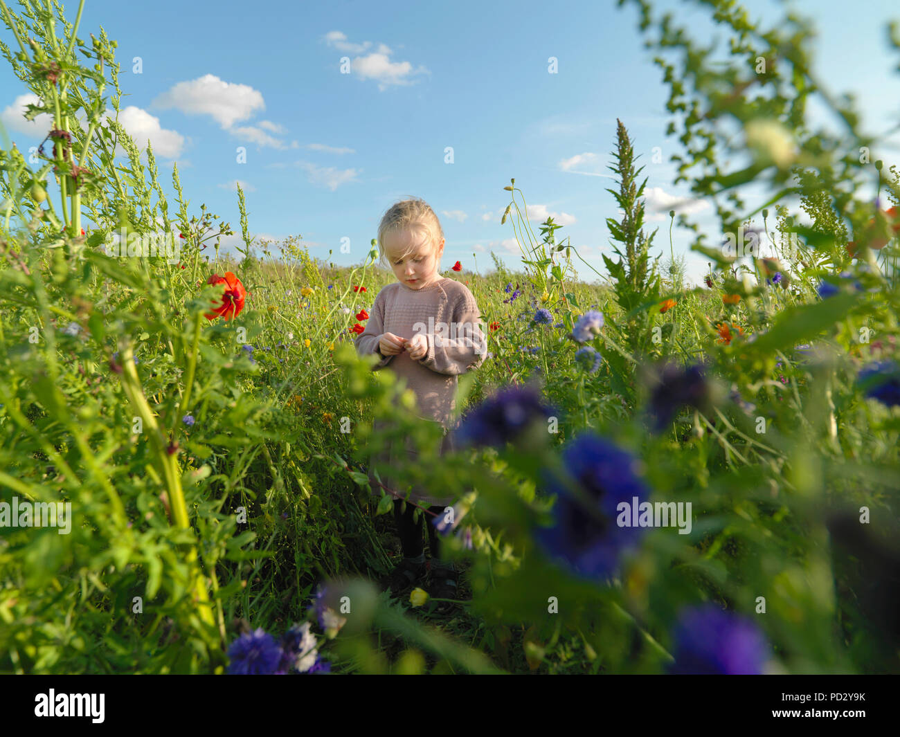 Child in wildflower field, Copenhagen, Hovedstaden, Denmark Stock Photo