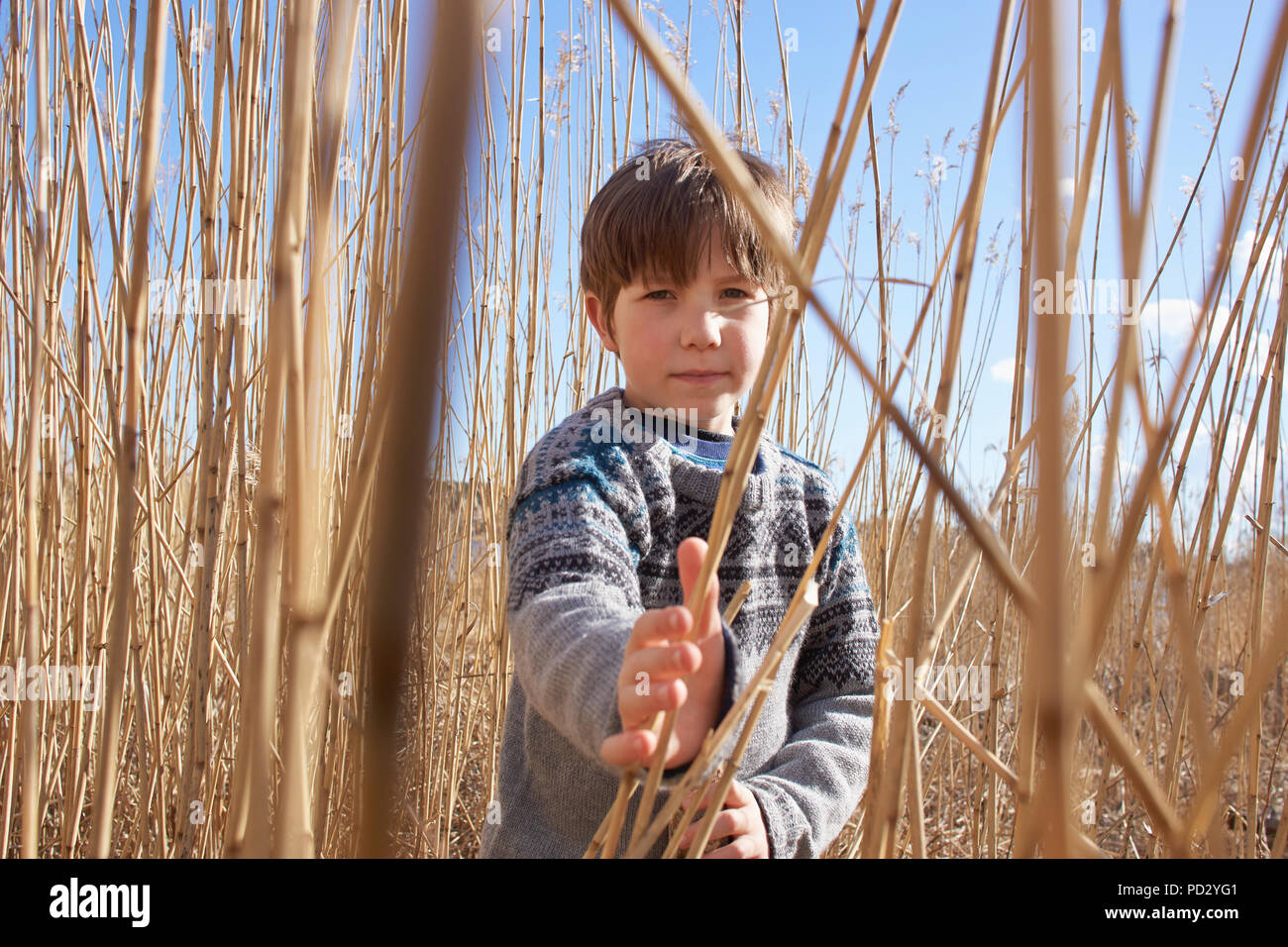 Boy amongst reeds, portrait Stock Photo