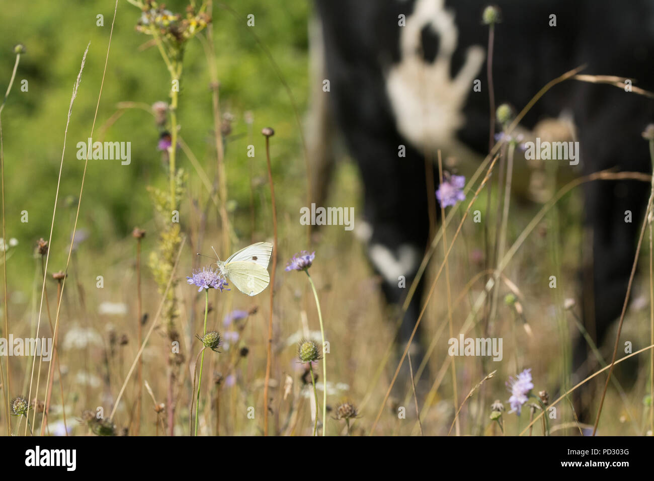 White butterfly on wildflower in chalk downland landscape with cow in the background. Livestock grazing for conservation & habitat management concept Stock Photo