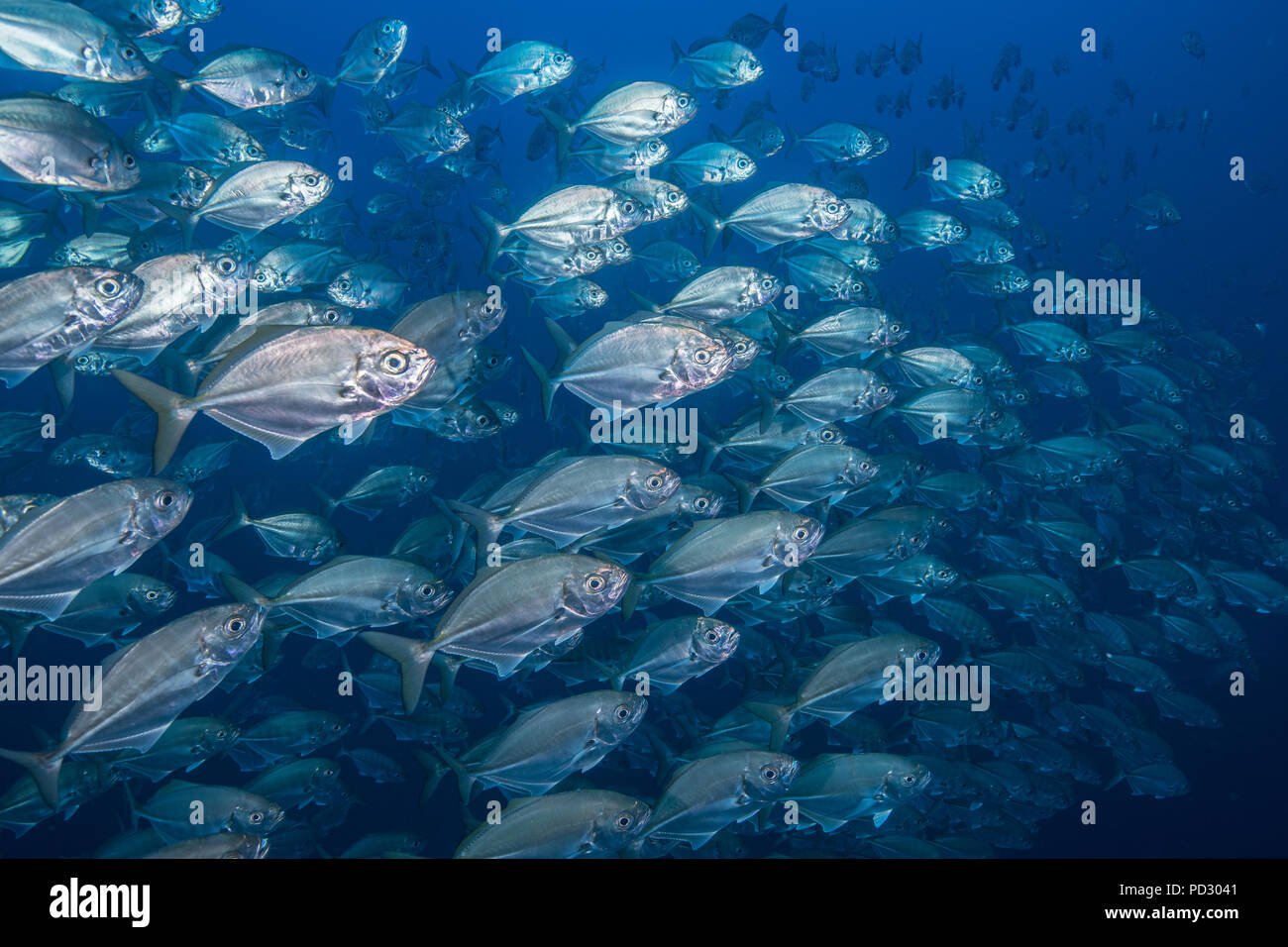 School of jack fish, Puntarenas, Costa Rica Stock Photo
