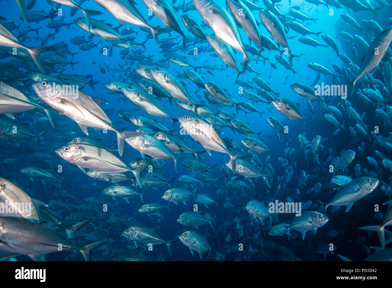 School of jack fish, Puntarenas, Costa Rica Stock Photo