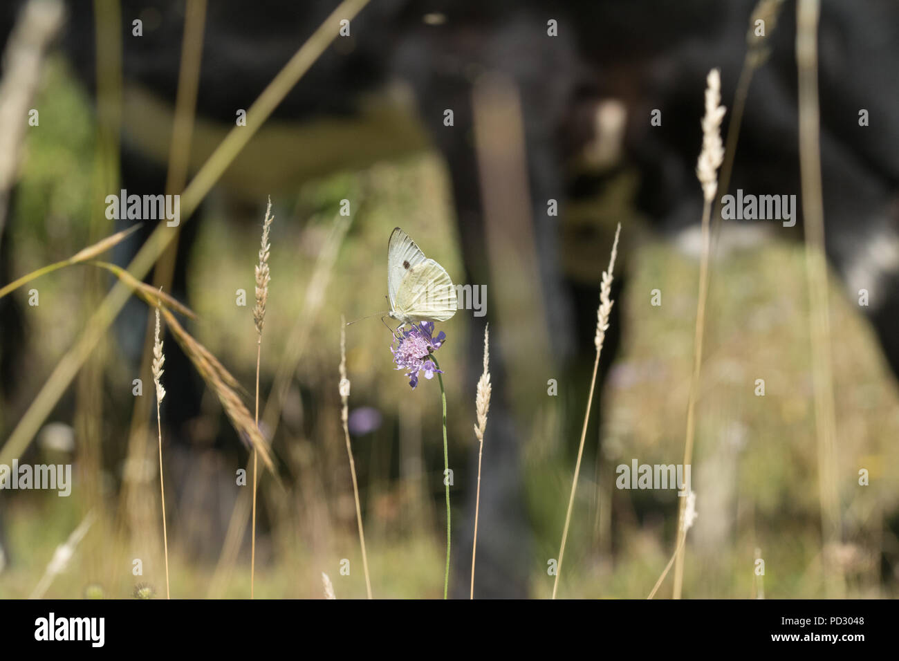 White butterfly on wildflower in chalk downland landscape with cow in the background. Livestock grazing for conservation & habitat management concept. Stock Photo