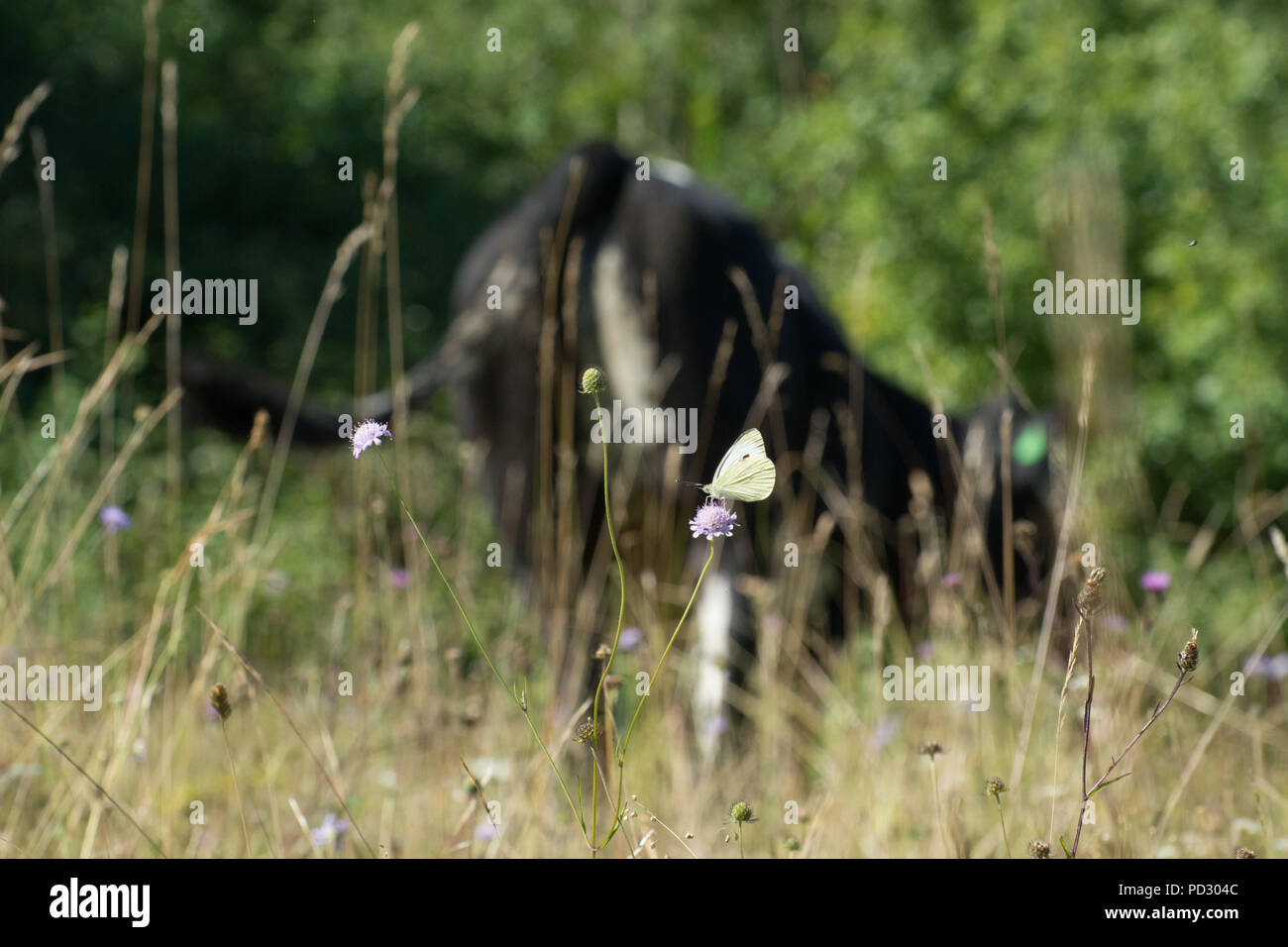 White butterfly on wildflower in chalk downland landscape with cows in the background. Livestock grazing for conservation & habitat management concept Stock Photo