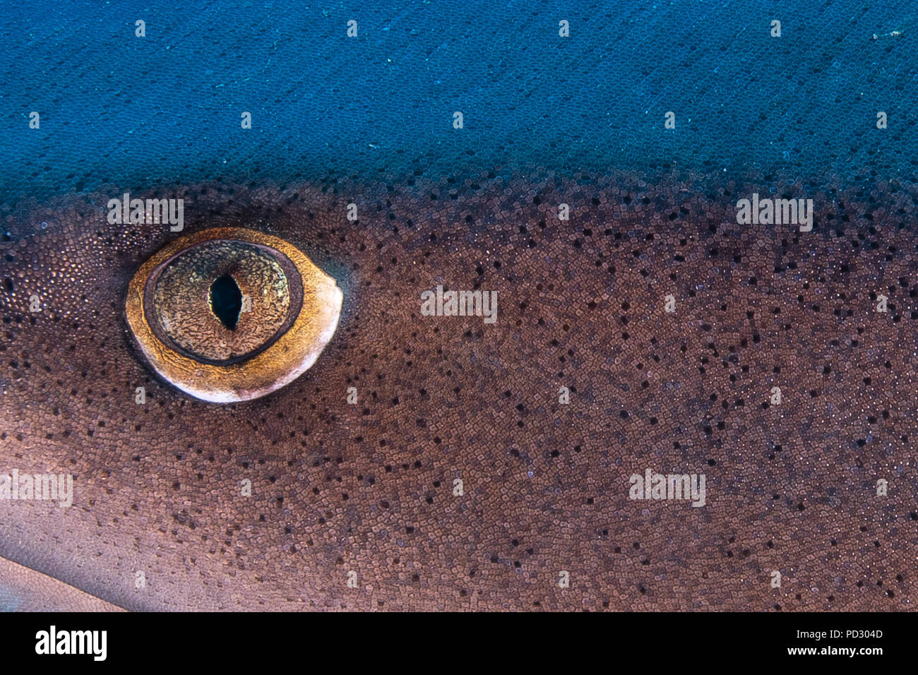 Close up of white tipped sharks eye, Puntarenas, Costa Rica Stock Photo