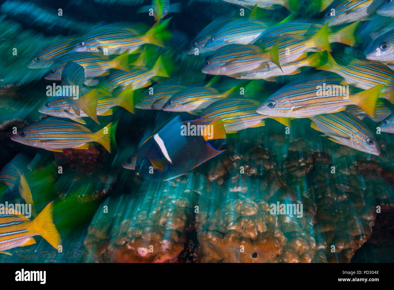 Yellow snappers and king angelfish, long exposure, Puntarenas, Costa Rica Stock Photo