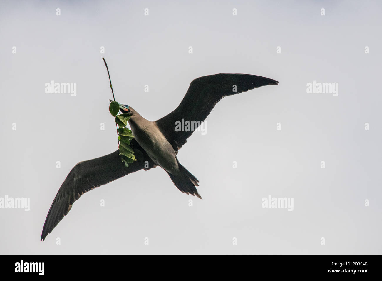 Flying Brown Booby carrying twigs in mouth, Puntarenas, Costa Rica Stock Photo
