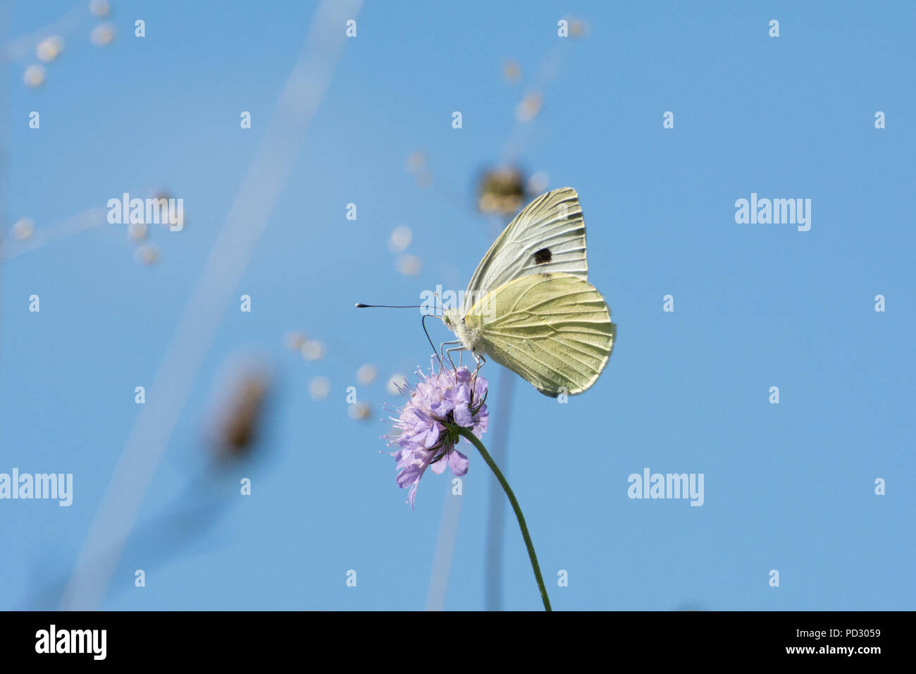 Large white butterfly (Pieris brassicae) on scabious wildflowers in August, UK Stock Photo