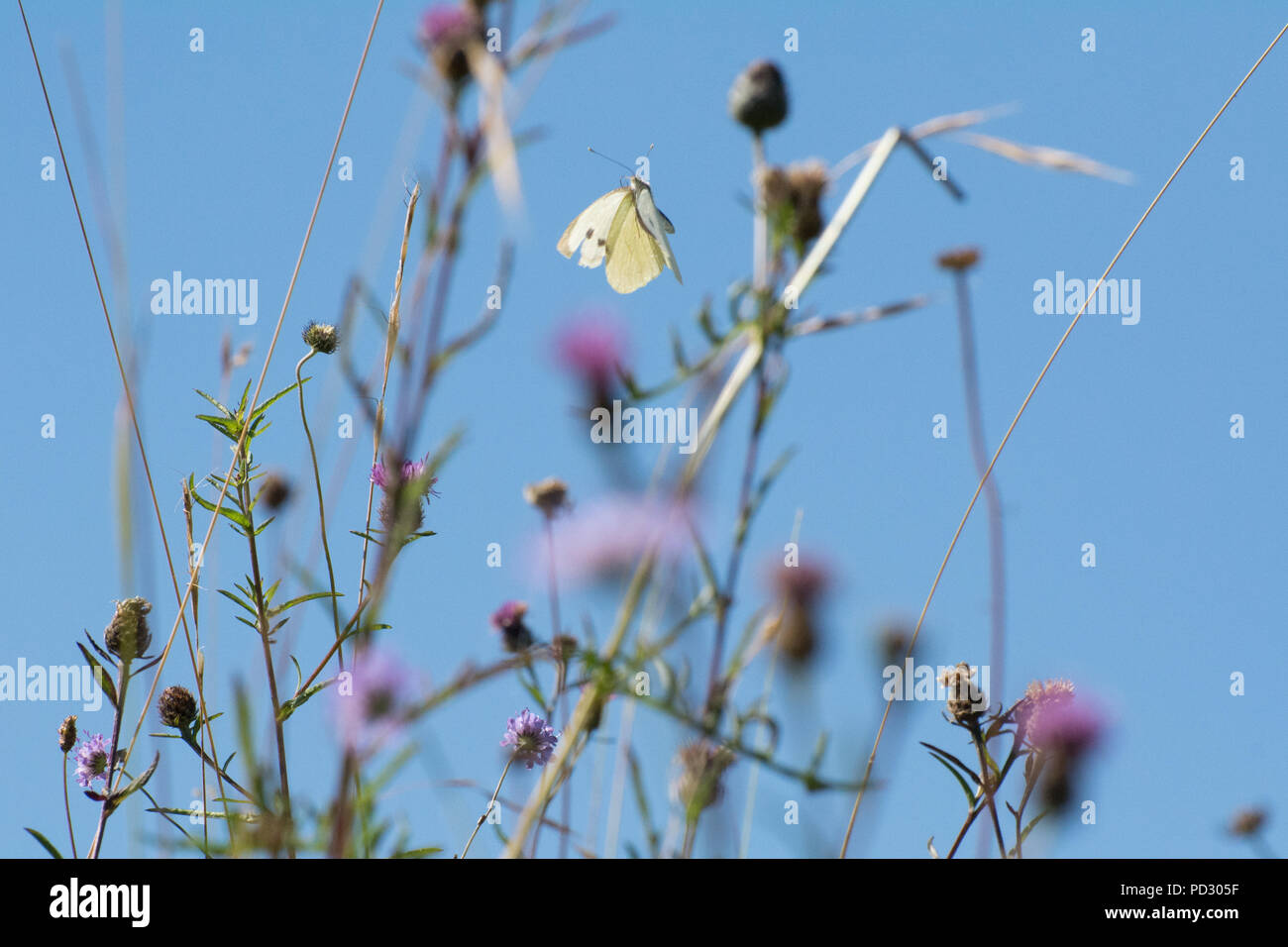 Large white butterfly (Pieris brassicae) flying among wildflowers in August at Noar Hill, Hampshire, UK Stock Photo