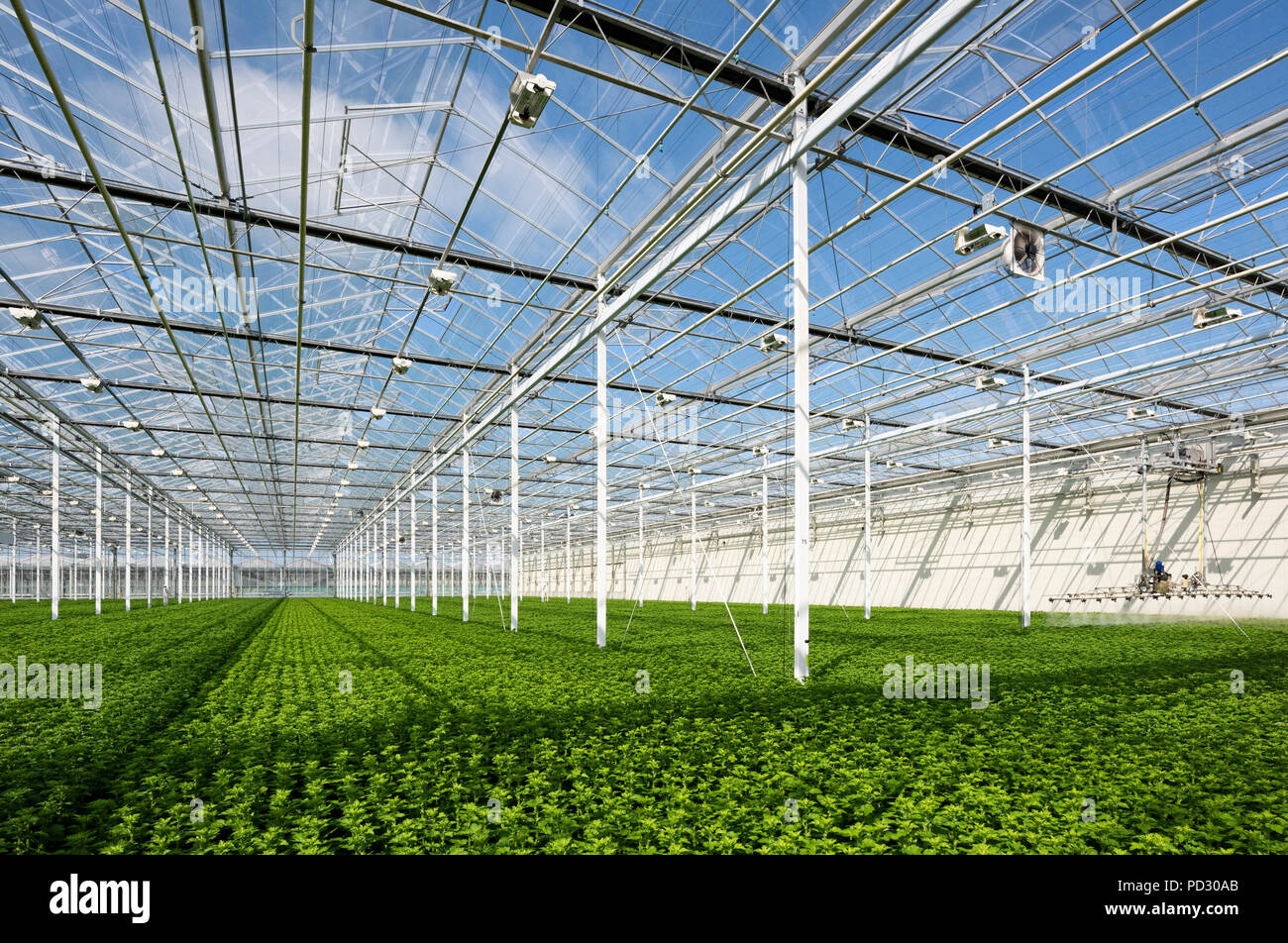 Chrysanthemums Greenhouse Stock Photos & Chrysanthemums Greenhouse