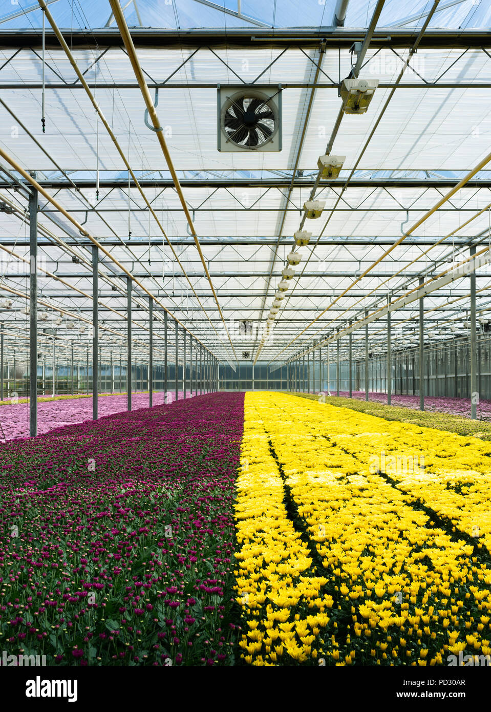 Growing variety of chrysanthemums in modern Dutch greenhouse, Maasdijk, Zuid-Holland, Netherlands Stock Photo