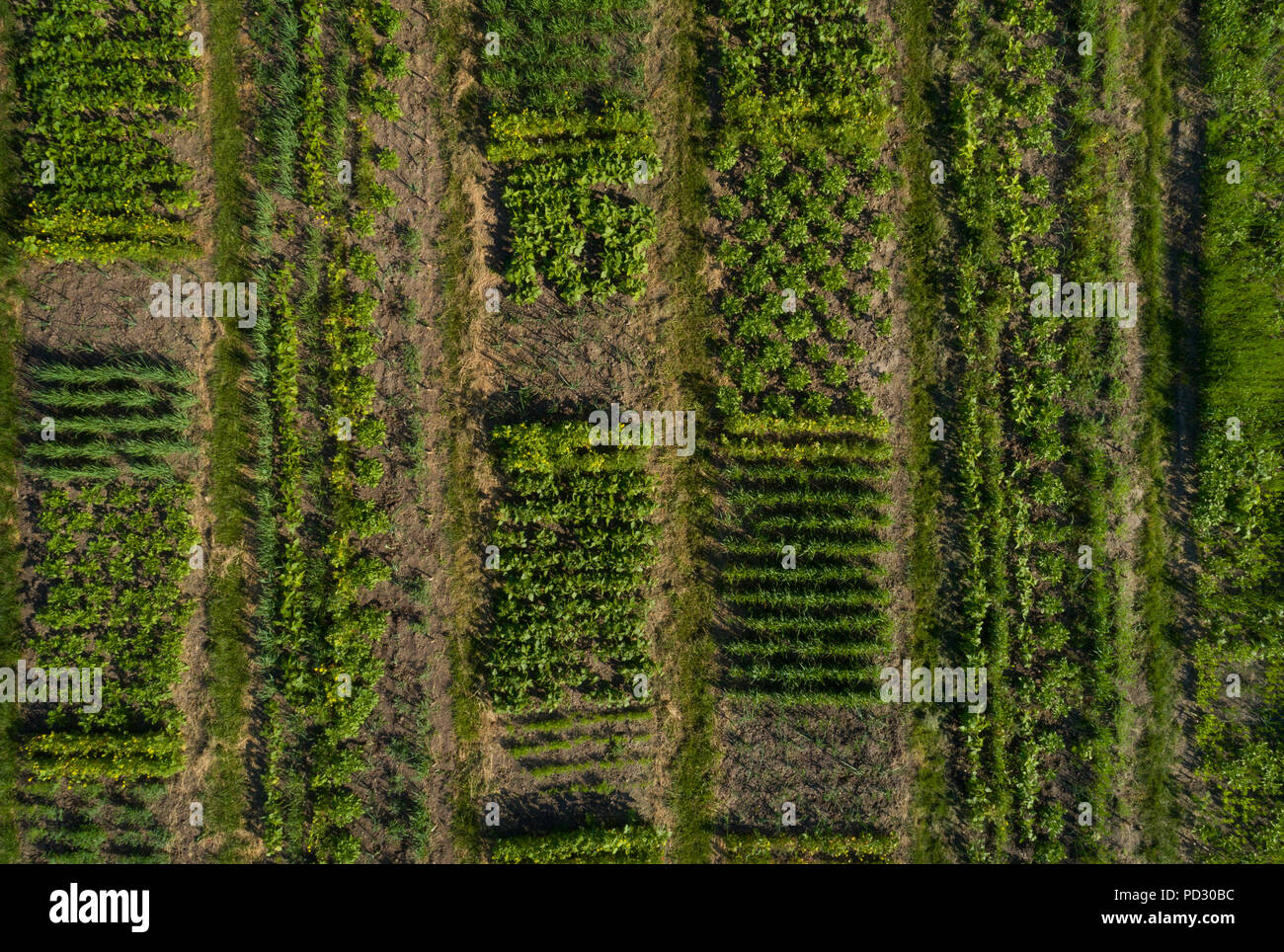 Rows and patches of crops on agricultural land Stock Photo