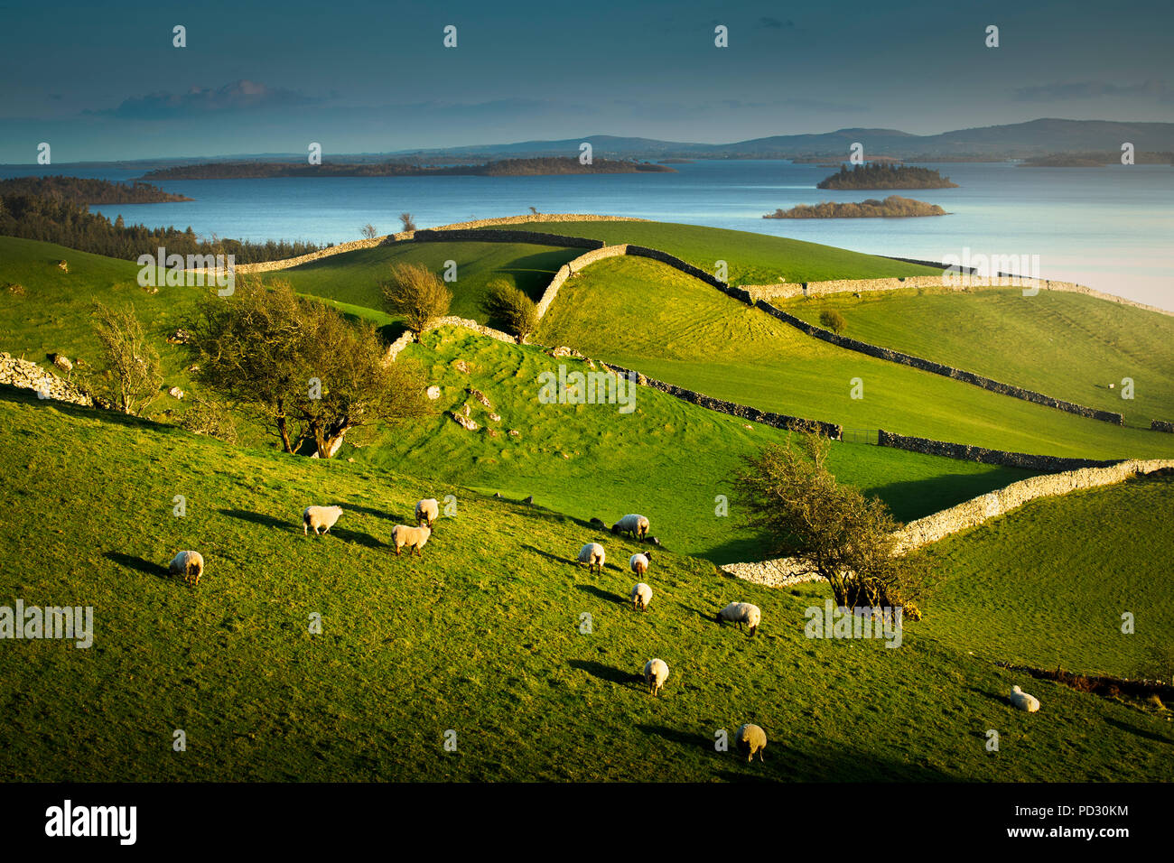 Sheep grazing on grassland, Lough Corrib, Cong, Mayo, Ireland Stock Photo