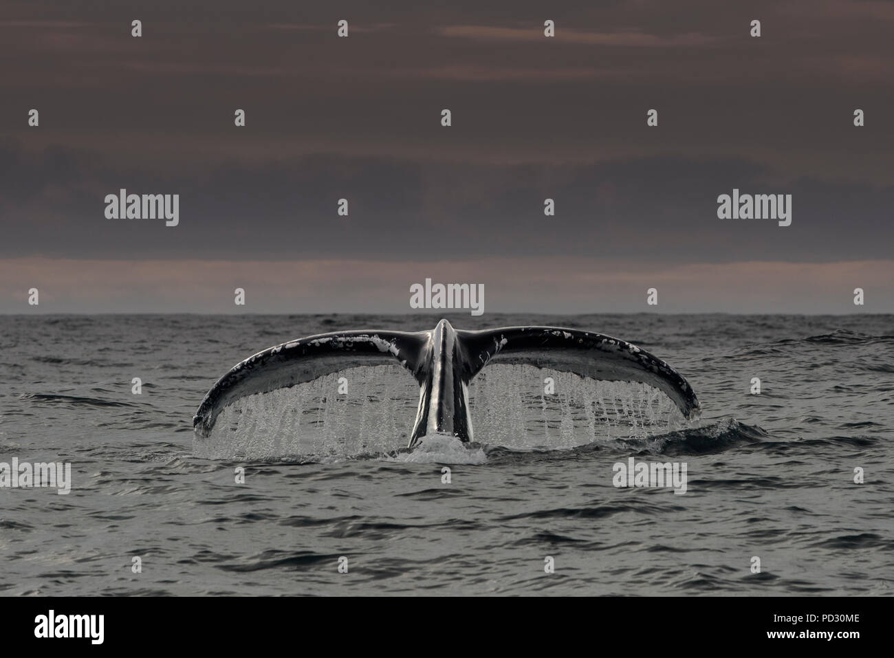 Humpback whale's tail above water surface, Dingle, Kerry, Ireland Stock ...
