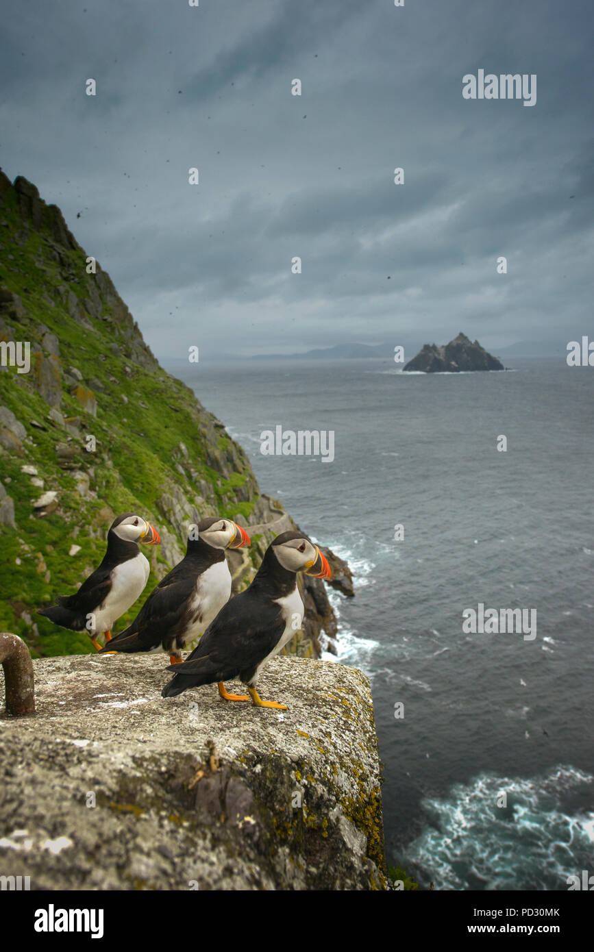 Puffins (Fratercula arctica) resting on rocks, Skellig Islands, Portmagee, Kerry, Ireland Stock Photo