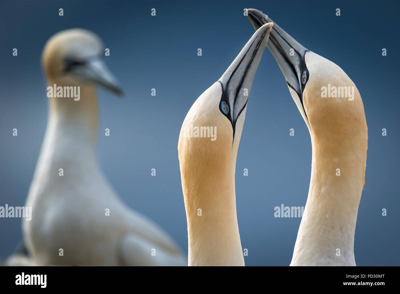 Gannets, close-up, touching beaks, Portmagee, Kerry, Ireland Stock Photo