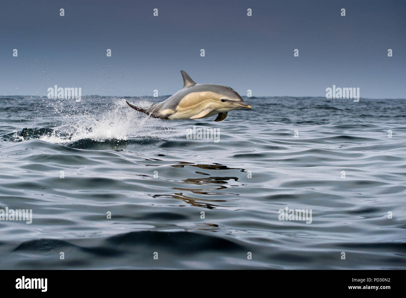 Common dolphin (Delphinus), porpoising, Blasket Islands, Dingle, Kerry, Ireland Stock Photo