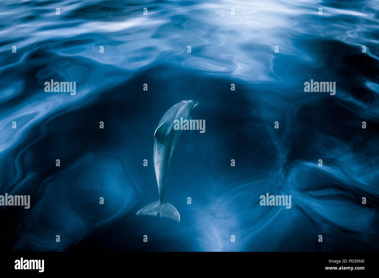 Bottlenose dolphin (Tursiops truncatus), swimming under surface of calm sea, Santa Cruz de Tenerife, Canary Islands, Spain Stock Photo