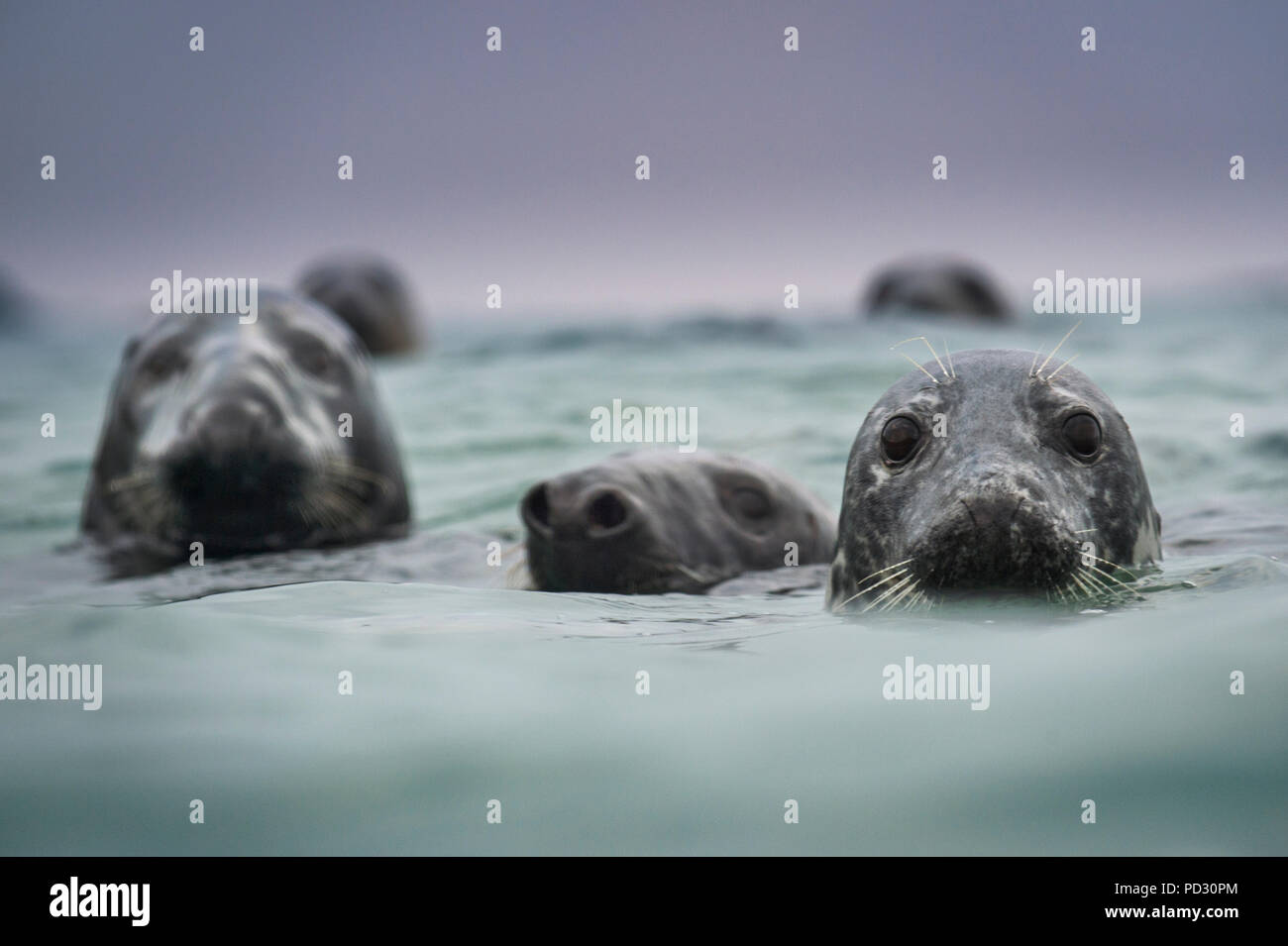 Group of grey seals (Halichoerus grypus), head above water, Great Blasket Island, Dingle, Kerry, Ireland Stock Photo