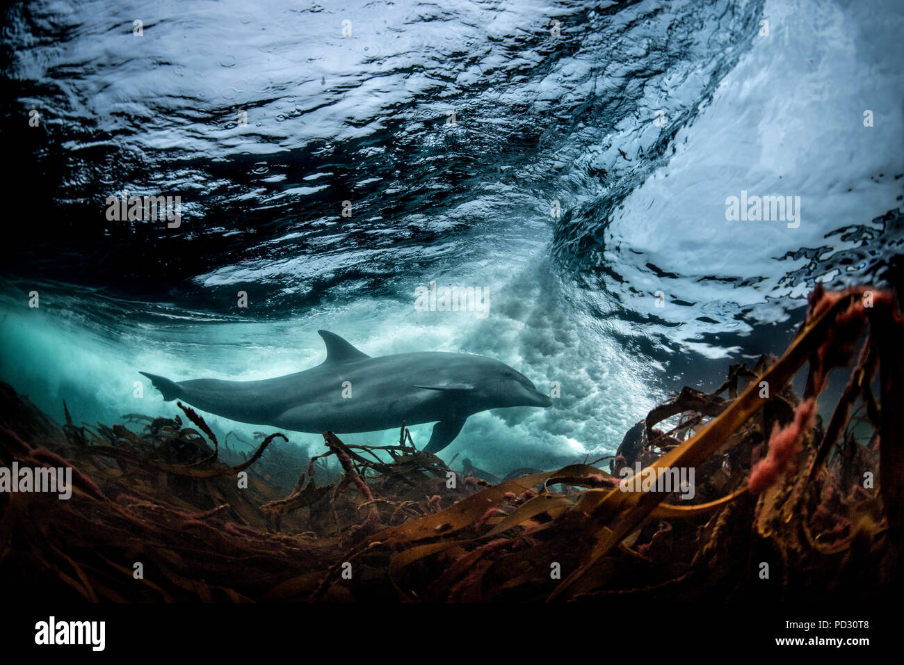 Surfing, Bottlenose dolphin (Tursiops truncates), underwater, low angle view, Doolin, Clare, Ireland Stock Photo