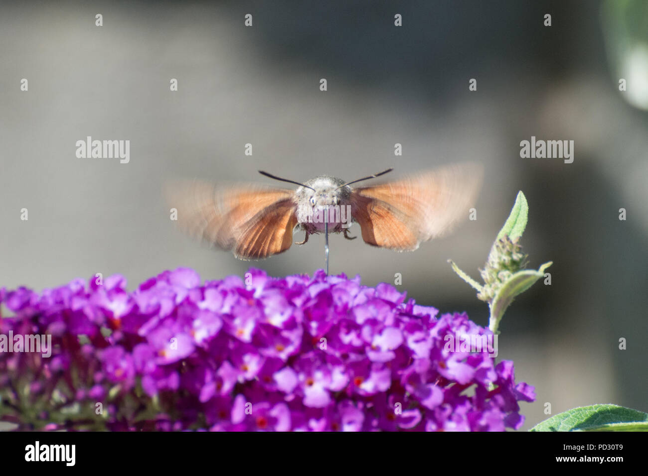 Hummingbird hawk moth (Macroglossum stellatarum) nectaring on buddleia flowers Stock Photo