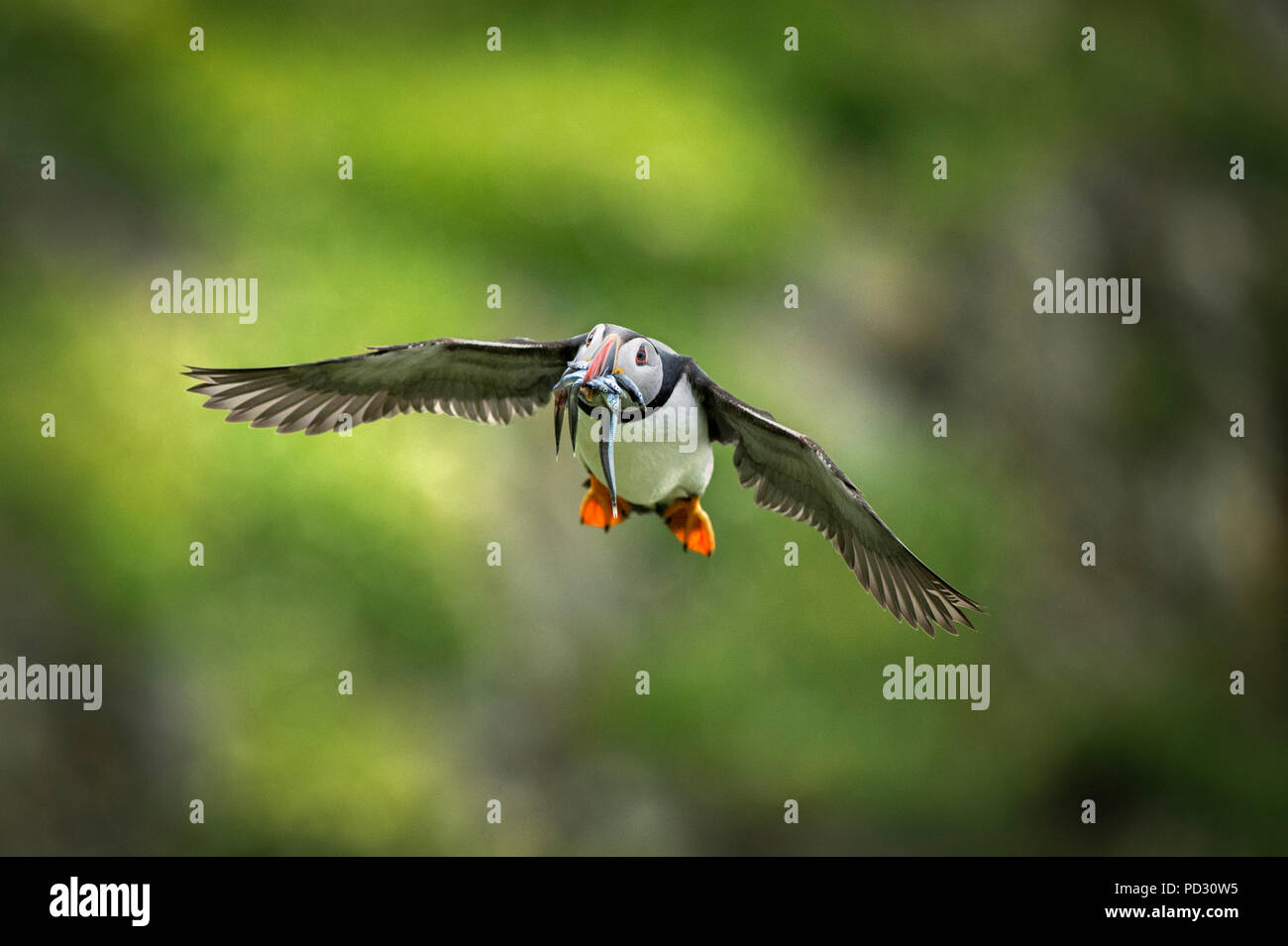 Puffin (Fratercula arctica), in flight with sand eel in mouth, Portmagee, Kerry, Ireland Stock Photo